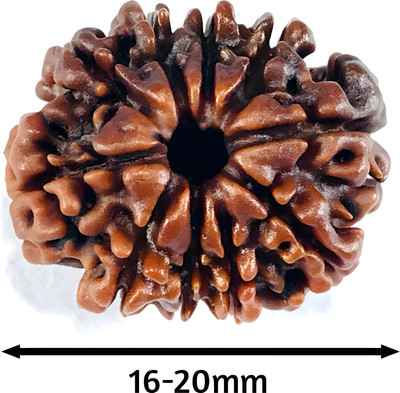 MAHADEVDEPSTORE 10 Mukhi | 10 Face Rudraksha | Nepali Original Rudraksha | Size 16-20mm Wood