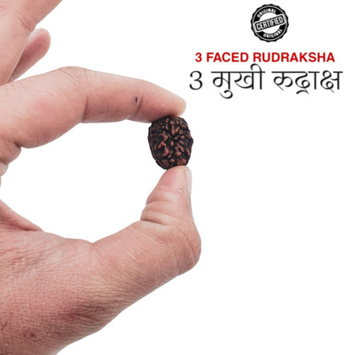 MAHANT JEWELLERY 3 Mukhi Rudraksha Original Certified Rudraksha Pendant | 20 mm size Beads Wood Locket