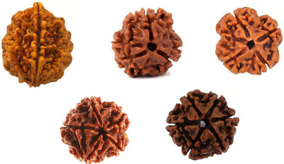 dr. shrimali & astro science Guaranteed Original 2 to 6 Mukhi Rudraksha With Certificate Wood Pendant