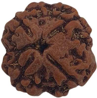 Baku Jewellery 4 Mukhi Rudraksha Original Nepali Genuine four Face Rudraksha Wood Pendant Beads Wood Pendant