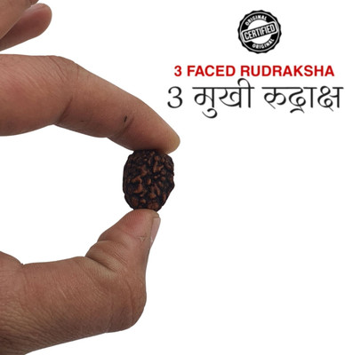 Banke Collection 3 Mukhi Rudraksha / three Face Rudraksha Beads Beads Wood Pendant