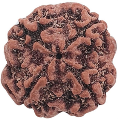 JangraBro four 4 MUKHI RUDRAKSHA (CERTIFIED AND NEPAL ORIGIN) 4 MUKHI RUDRAKSH Beads Wood Pendant Set