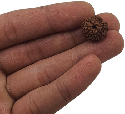 Kripalu store 7 Mukhi Rudraksha Original Natural Nepali A1 Beads Beads Wood Locket