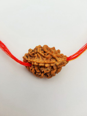 Jewelswonder 2 Mukhi Rudraksha Two face Pendant Original Wood Pendant