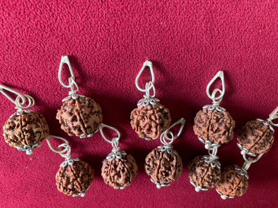 Rudraksham 6 Mukhi Nepali Rudraksha Pendant With Certificate Of Authenticity (Set of 10) Silver Brass Locket Set
