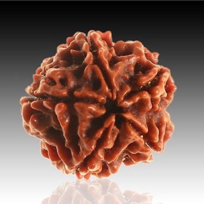 HAPPY CREATION Unique & Effective Five Mukhi Rudraksha 5 Faced Rudraksha For Men & Women Wood