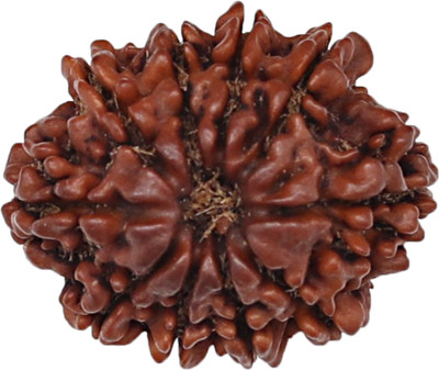 Rudrashan 10 Mukhi Rudraksha (Original & Energised) – FreeAstroGuide™ Rudrashan™ Govt. Wood Locket