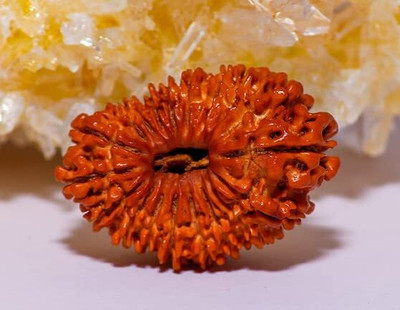 DIVINE SOUVENIRS ORIGINAL(NEPALI) 17 MUKHI RUDRAKSHA Wood Pendant