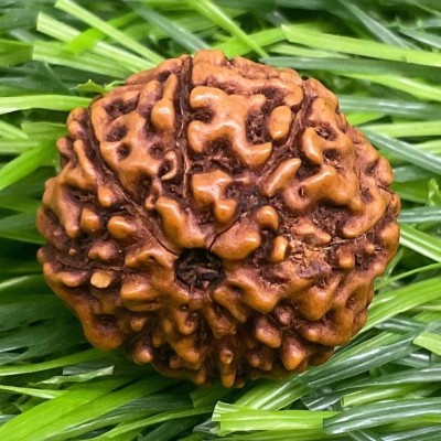 Beautum 8 Mukhi/Faced Indonesian Rudraksha Natural & Rudraksha With Capping Wood Pendant