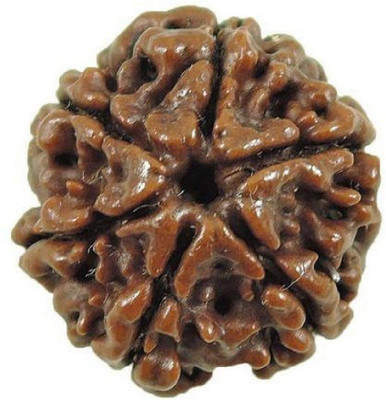 Jewelswonder 6 Mukhi Rudraksha Beads Original six Faces Rudraksha Astrological Purpose Beads Wood
