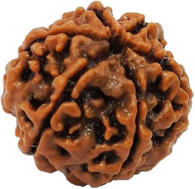 house of common 6 Mukhi Rudraksha Beads Natural Shiv Beads Astrological Purpose Beads Wood