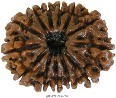 RatanBazar Natural 13 mukhi rudraksha shiv beads with lab certificate Wood Pendant