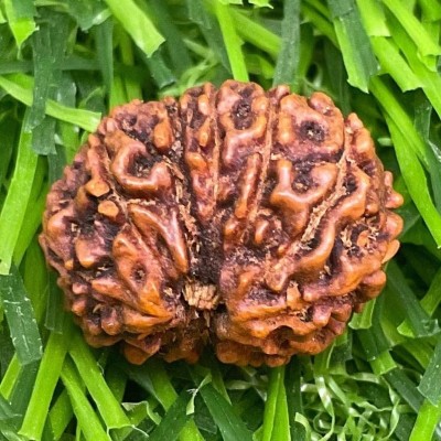 Beautum 12 Mukhi/Faced Indonesian Rudraksha Natural & Rudraksha With Capping Wood Pendant