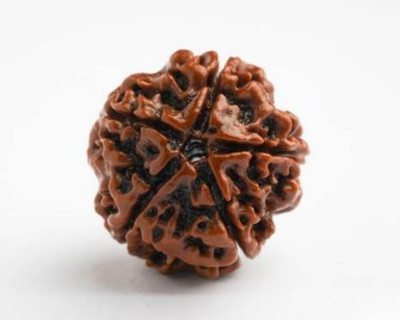 Lucky Rudraksha 5 Mukhi Nepali Rudraksha 20-22mm BIG size Beads Shell Pendant