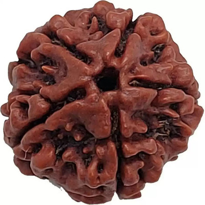 Fine Creation Premium Five Mukhi Rudraksha / Original Nepali 5 faced / 5 Mukhi Rudraksha Wood Pendant
