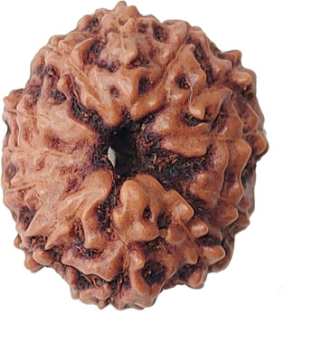 DIVINE SOUVENIRS 12 Mukhi Rudraksha 14-16 MM Heavy-2 Fine Wood Pendant