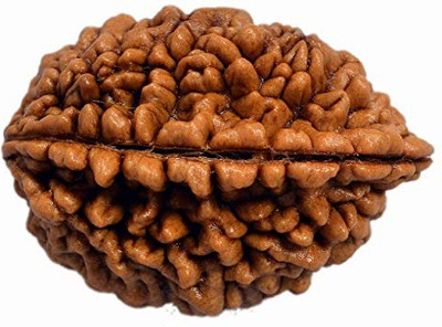 DIVINE SOUVENIRS Two Mukhi Rudraksha /Original Natural Nepali 2 Mukhi Rudraksh with Certificate Wood