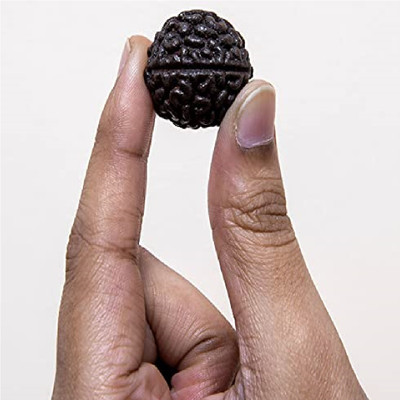 RatanBazar Natural 1 mukhi Rudraksha Beads For Astrology Purpose Wood Pendant