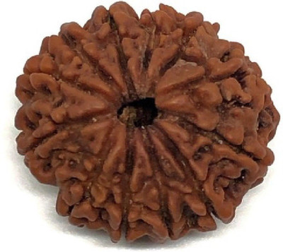 DIVINE SOUVENIRS 12 Mukhi Rudraksha Beads Original Twelve Faces Rudraksha Astrological Purpose Beads Wood