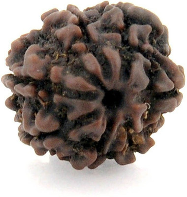 Shivtantra Seven Faced / 7 Mukhi Nepali Rudraksha Beads Wood Pendant