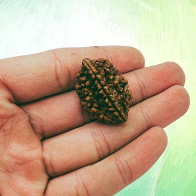 AJ Articles Original 2 Mukhi Nepali Rudraksha Natural two Face Rudraksh Metal Capped Beads Wood Pendant Set