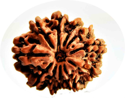 REMEDY STARS ELEVEN Mukhi Rudraksha /Natural Nepali 11 Mukhi Rudraksh with Certificate Wood