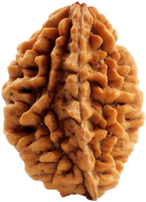 PLUYBaba Samagri Two Mukhi Rudraksha Brown Wood Certified 2 Mukhi Rudraksha Wood Pendant