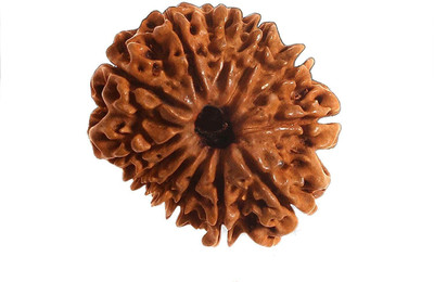Jewelswonder 12 mukhi rudraksha with Certificate of Authenticity Wood