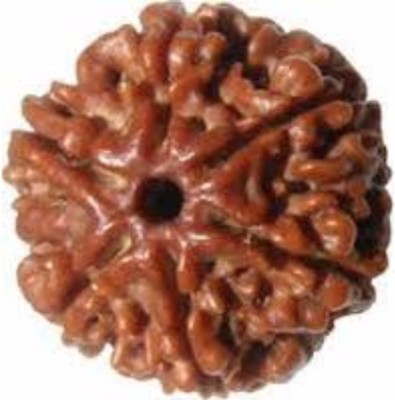 JangraBro 6 Mukhi Rudraksha Original Nepali | Five Face Rudraksha Beads Wood