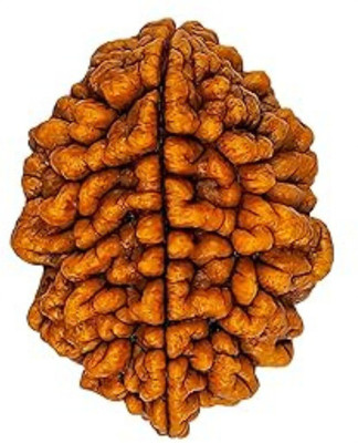 scrumbleventures 2 Mukhi rudraksha certified pack of 1 Wood Locket
