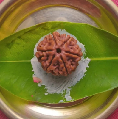HARIDWARR 6 Mukhi Rudraksha Original and Natural with Lab Report Silver Wood Pendant Wood Locket