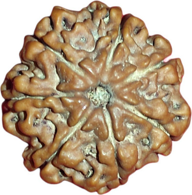 HAPPY CREATION 7 Mukhi Nepali Rudraksha Original Wood Pendant