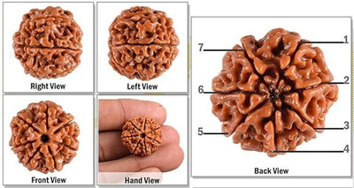 Beautum 7 MUKHI RUDRAKSHA Wood Pendant
