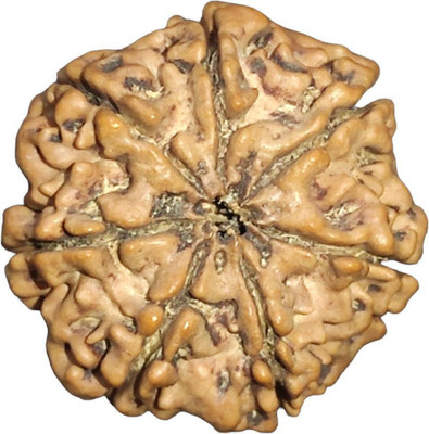Nepali Rudraksha 7 Mukhi Rudraksha Original IGL Certified | Original Seller Nepali Rudraksha | Mother of Pearl