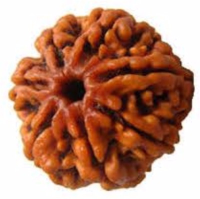 Durga gems 7 Mukhi Original Nepali Rudraksha Bead 7 Face Rudraksha beads Wood