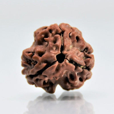 Beautum Original 3 Mukhi Rudraksha Three Face Rudraksha With Metal Capping Wood Pendant