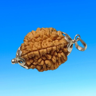 DMK Devbhumi Teen Mukhi / Three Faced Rudraksha - Lab Certified Wood Pendant