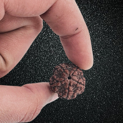 lisa vorce Natural Five Mukhi (5 face) Rudraksha With Lab Tested Certificate Beads Wood Pendant