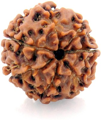 Kripalu store 7 mukhi rudraksha original certified Wood Pendant