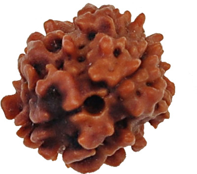 Rudrashan 2 Mukhi Rudraksha (Original & Energised) – FreeAstroGuide™ Rudrashan™ Wood Locket