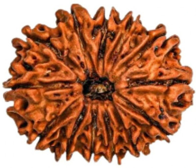 DIVINE HINDU 13 Mukhi Original Nepali Rudraksha Bead | Lab Certified | Symbol of Divine Power Wood Pendant