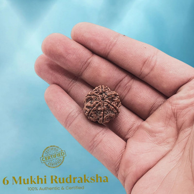 BHAKTI BRITE MELA Brown Wood 6 Mukhi /6 Face Rudraksha with Lab Certificate for Men and Women Beads Wood Locket