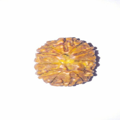 DIVINE SOUVENIRS 12 mukhi natural rudraksha Wood
