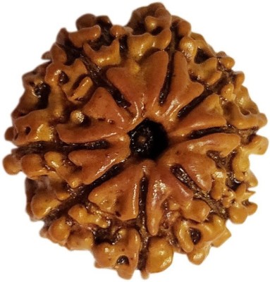 PR CREATION 8 Mukhi Rudraksha Natural Nepali अष्ट मुखी रुद्राक्ष With Lab Certified Wood