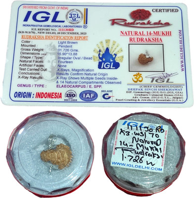 Shree Swarnam 14 Mukhi Indonesian Rudraksha with IGL Certified | Original Seller Shree Swarnam Mother of Pearl