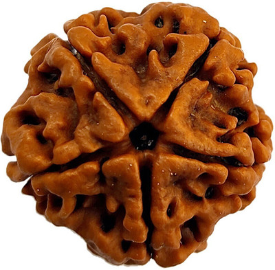Jewelswonder Natural 5 Face Rudraksha Beads Original Lab Certified 5 Mukhi Rudraksha Beads Beads Wood