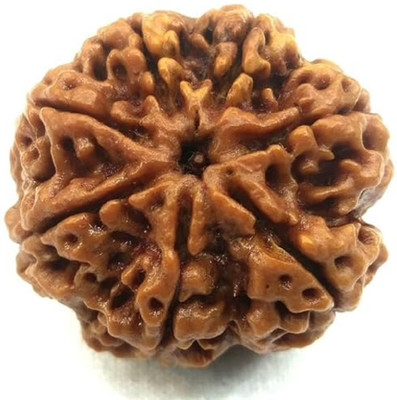 Shivtantra 7 Mukhi Rudraksha / 7 Face Rudraksha Silver Pendant With Lab Certificate 611 Wood Pendant