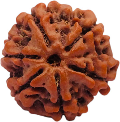 Divine Rudraksham 6 Mukhi Rudraksha Nepal original certified Big Size 22mm / six Faced Rudraksha Wood Pendant