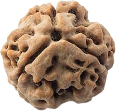 Shivtantra ORIGINAL NEPALI 3 MUKHI RUDRAKSHA 3 FACE OF RUDRAKSHA 2106 Wood Pendant