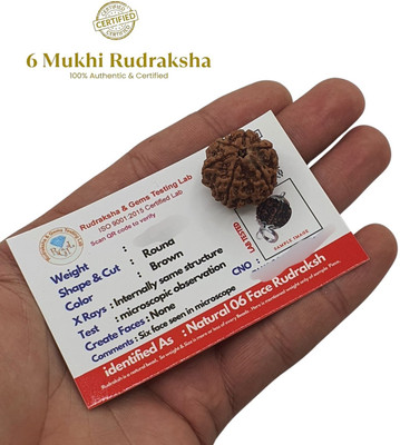 Astro Gayan Certified 6 Mukhi Nepali Rudraksha Silver Pendant for Unisex (12-20mm, Brown) Beads Wood Pendant